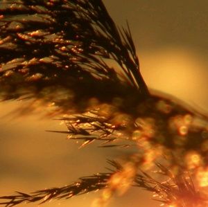 Meet your Posher, Faith